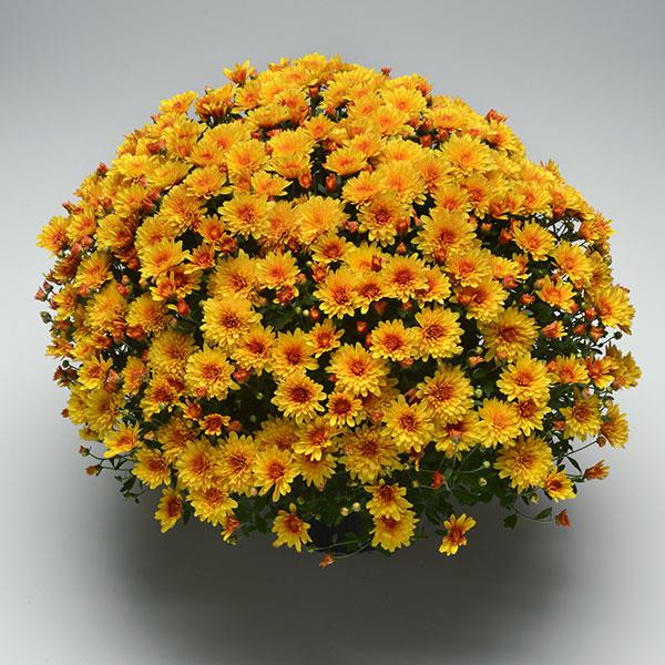 Garden Mum Other Hot Spot Bronze - Container