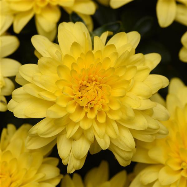 Garden Mum Other Sunny Day Yellow - Bloom