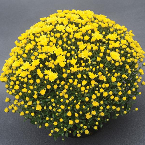 Garden Mum Other Sunny Day Yellow - Container