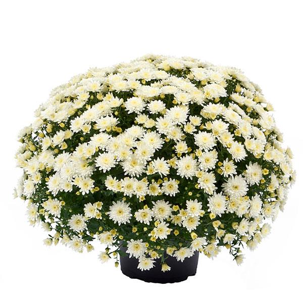 Garden Mum Other Morgana White - Container