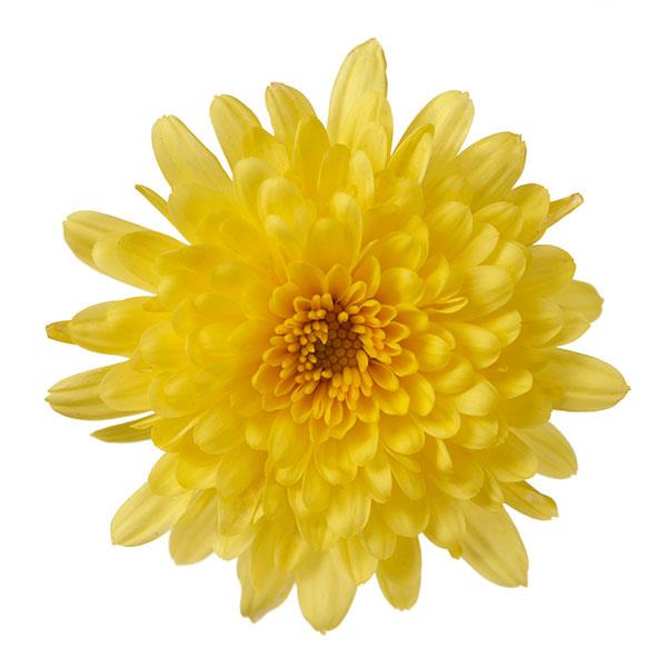 Garden Mum Other Morgana Yellow - Bloom
