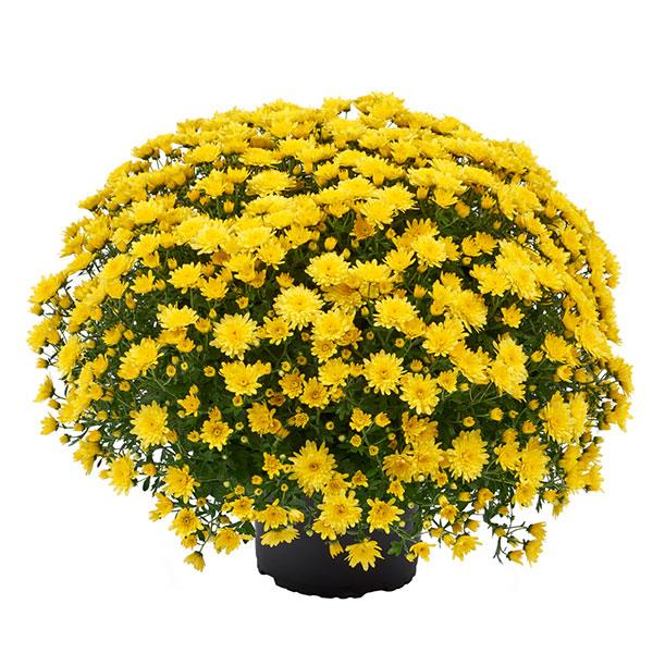 Garden Mum Other Morgana Yellow - Container