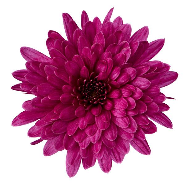 Garden Mum Other Morgana Purple - Bloom