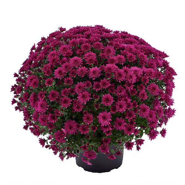 Garden Mum Other Morgana Purple - Container