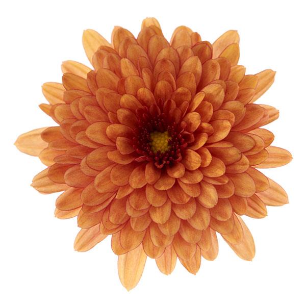 Garden Mum Other Morgana Orange - Bloom