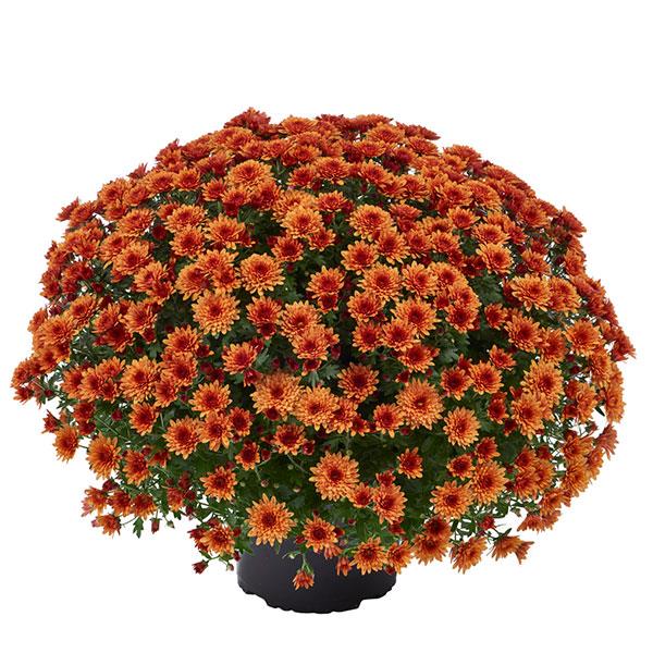 Garden Mum Other Morgana Orange - Container