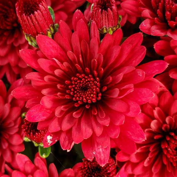 Garden Mum Other Morgana Red - Bloom