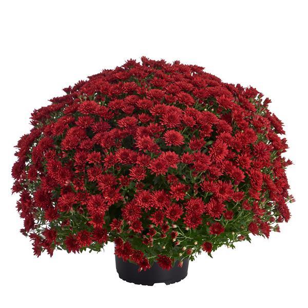 Garden Mum Other Morgana Red - Container