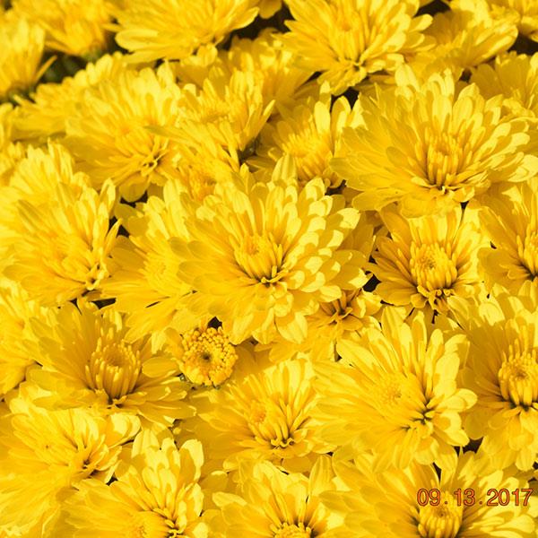 Garden Mum Other Zinger Yellow - Bloom