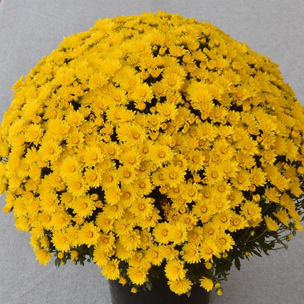 Garden Mum Other Zinger Yellow - Container