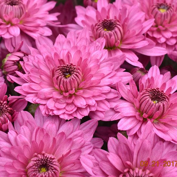 Garden Mum Temptation Pink - Bloom