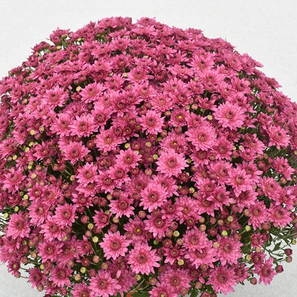 Garden Mum Other Temptation Pink - Container