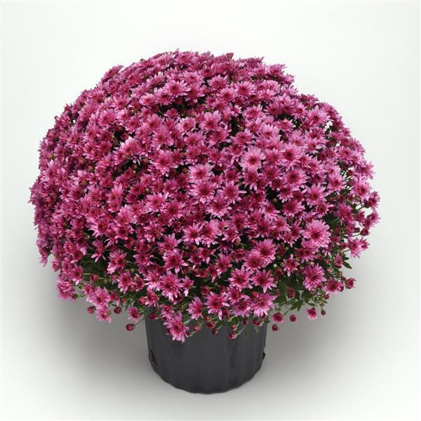 Garden Mum Other Carousel Pink - Container