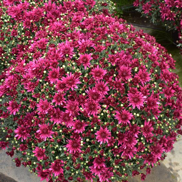 Garden Mum Other Poppin Purple - Container