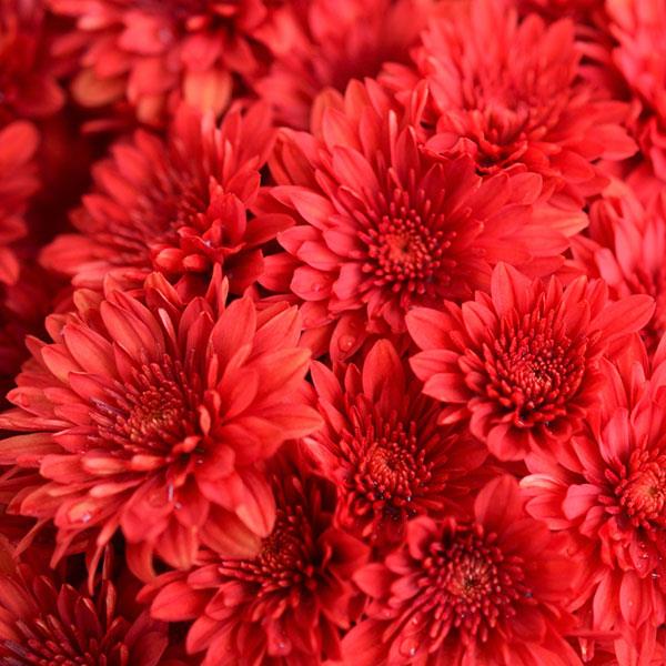 Garden Mum Other Cranbury Red - Bloom