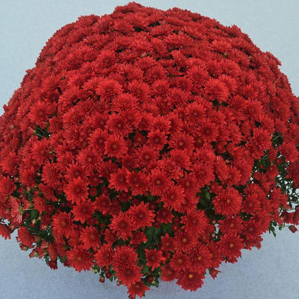 Garden Mum Other Cranbury Red - Container