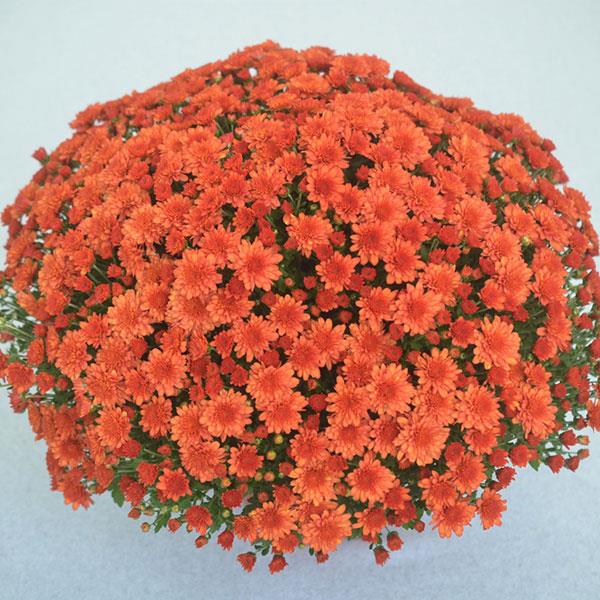 Garden Mum Other Mumosa Orange - Container