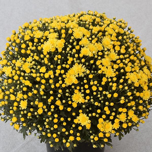 Garden Mum Other Dove Yellow - Container