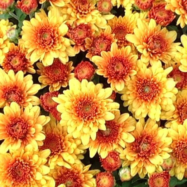 Garden Mum Autumn Envy Bronze - Bloom