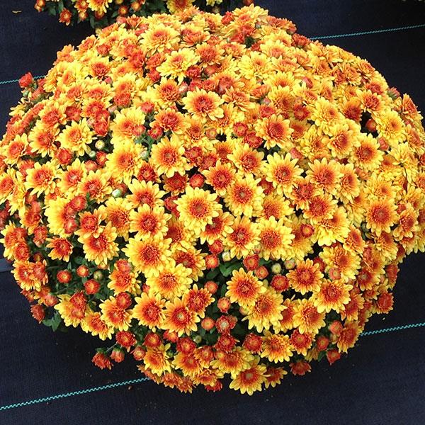 Garden Mum Other Autumn Envy Bronze - Container