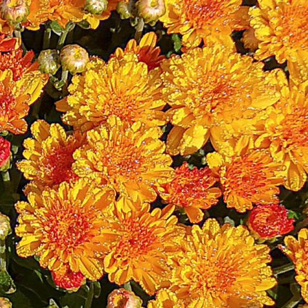 Garden Mum Other Hot Sugar Gold Bronze - Bloom