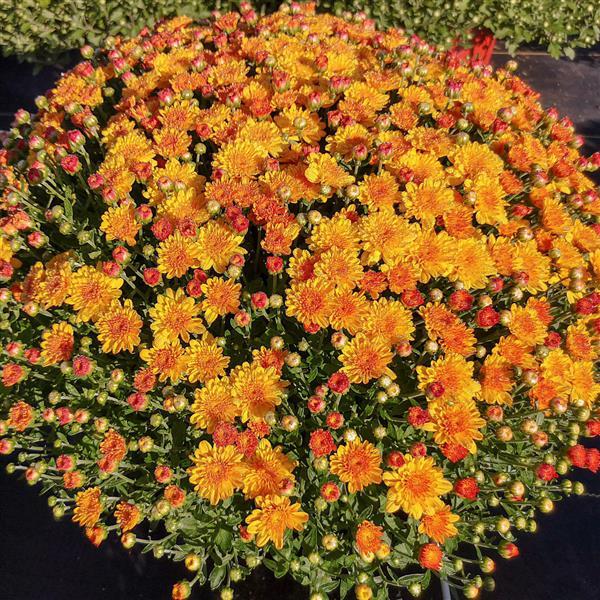 Garden Mum Other Hot Sugar Gold Bronze - Container