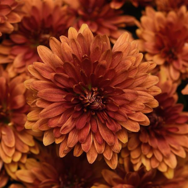 Garden Mum Other Zuma Orange - Bloom