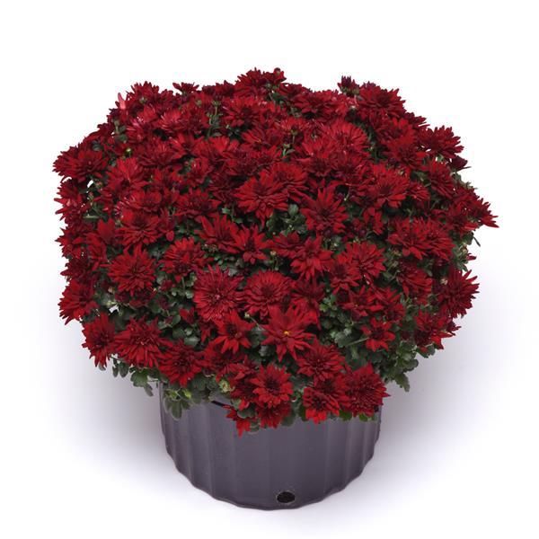Garden Mum Other Mumma Mia Red - Container