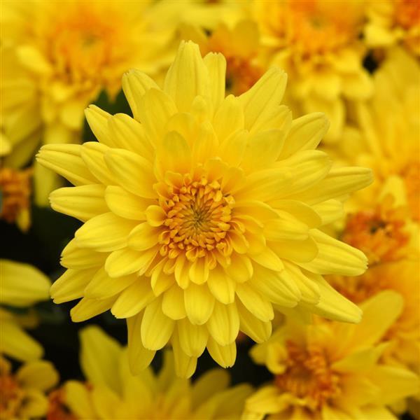 Garden Mum Other Trickster Golden Bronze - Bloom