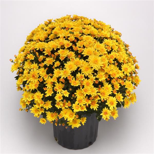 Garden Mum Other Trickster Golden Bronze - Container