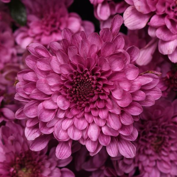 Garden Mum Other Skye Pink - Bloom