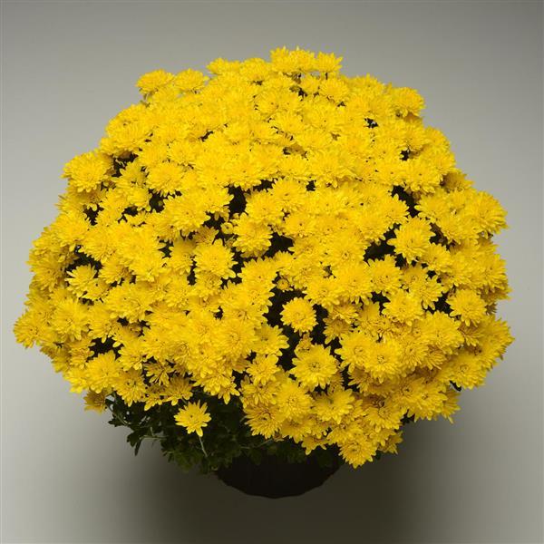 Garden Mum Other Avalon Golden Yellow - Container