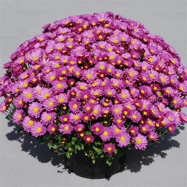 Garden Mum Other Amphion Lavender Purple - Container