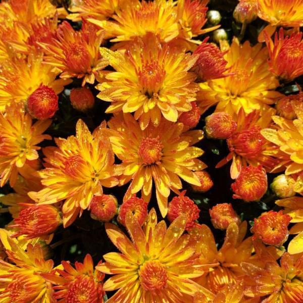 Garden Mum Other Cracklin Golden Yellow - Bloom