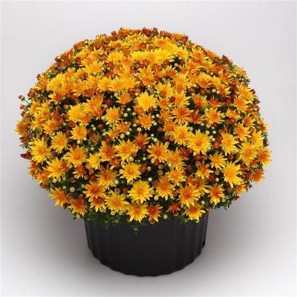 Garden Mum Other Cracklin Golden Yellow - Container