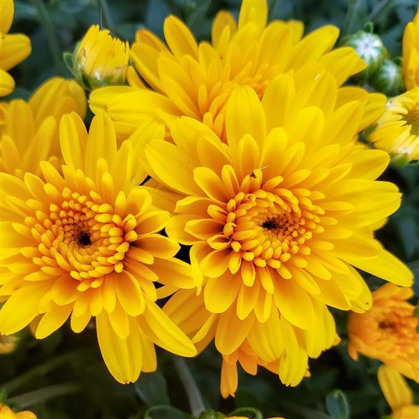 Garden Mum Other Sweet Honey Yellow - Bloom