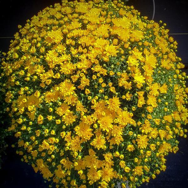 Garden Mum Other Sweet Honey Yellow - Container