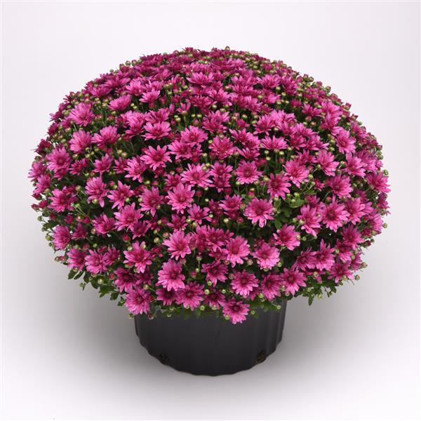 Garden Mum Other Misty Lilac Pink - Container