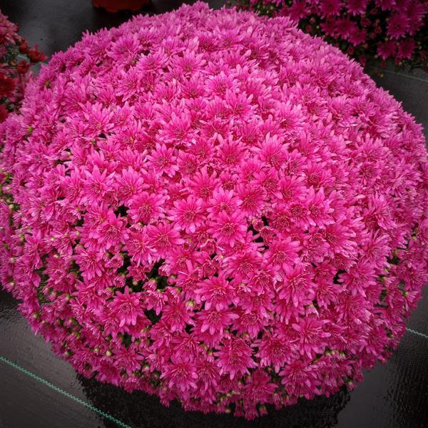 Garden Mum Other Gypsy Rose Purple - Container