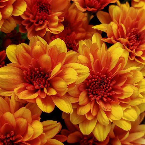 Garden Mum Other Fire Halo Orange - Bloom