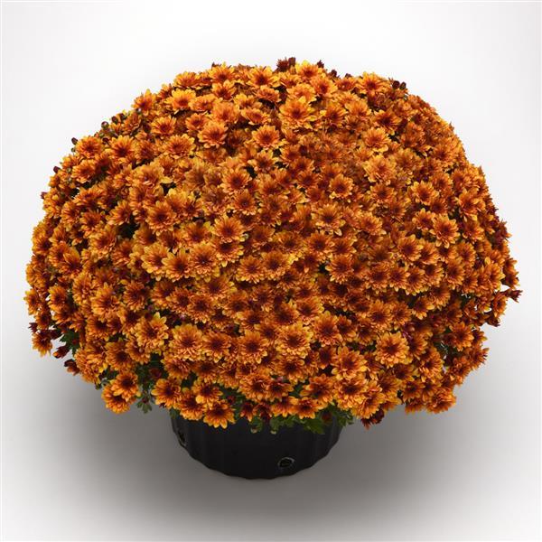 Garden Mum Other Fire Halo Orange - Container