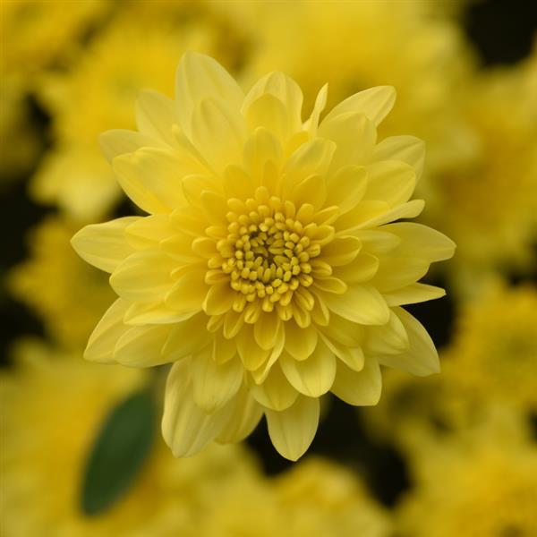 Garden Mum Skyfall® Lemon Yellow - Bloom