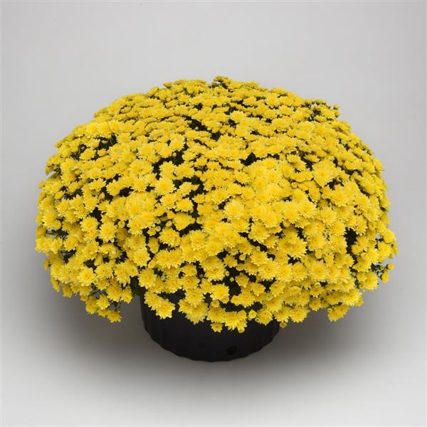 Garden Mum Other Skyfall Lemon Yellow - Container