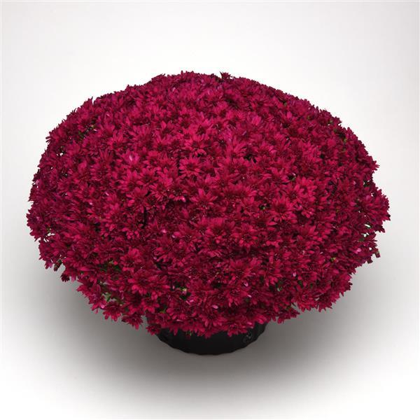 Garden Mum Other Grapeberry Neon Purple - Container