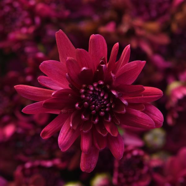 Garden Mum Other Prism Purple - Bloom