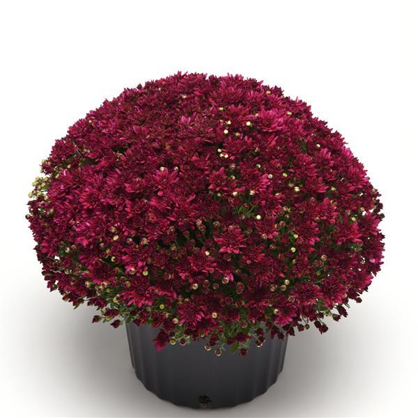 Garden Mum Other Prism Purple - Container