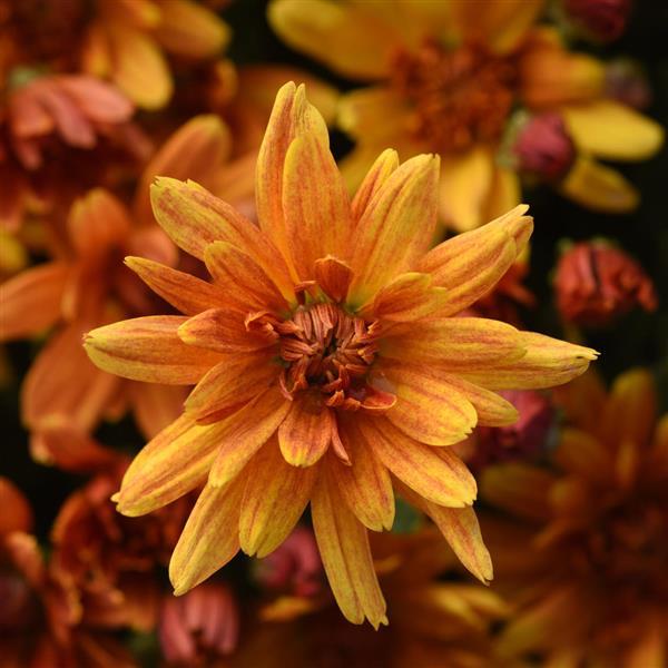 Garden Mum Other Butternut Golden Bronze - Bloom