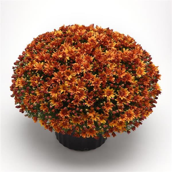 Garden Mum Other Butternut Golden Bronze - Container