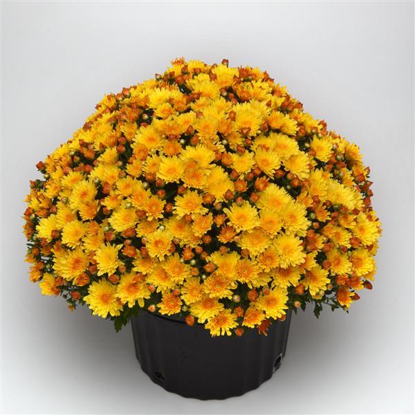 Garden Mum Other Sizzling Fire Yellow - Container