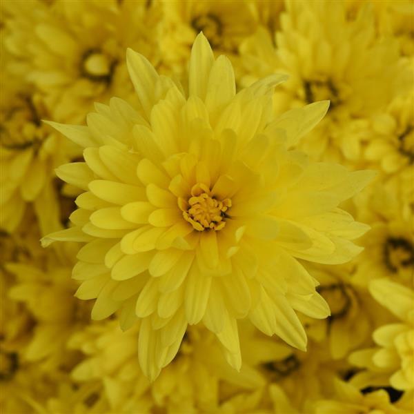 Garden Mum Other Destiny Yellow - Bloom
